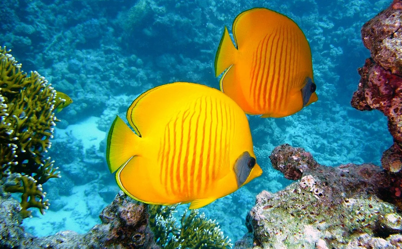 zitronenfalter-fish-380037_1280